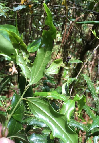 Aiouea ampullacea (Aiouea ampullacea)
