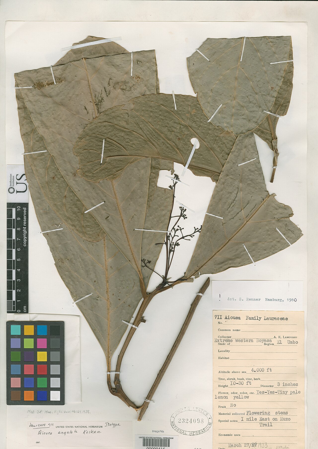 Aiouea angulata: Smithsonian NMNH - Botany Dept. Name: Aiouea angulata Kosterm. Taxonomy: Plantae Dicotyledonae (basal) Laurales Lauraceae Place: El Umbo., Boyacá, Colombia, Sou