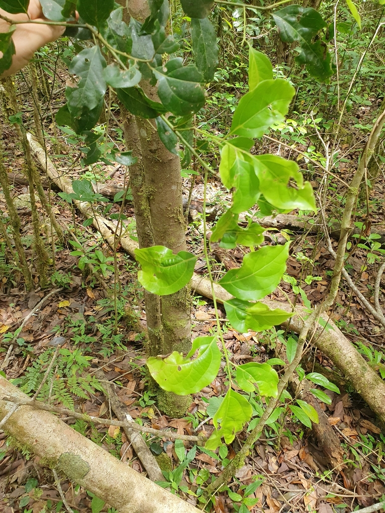Aiouea grisebachii (Aiouea grisebachii)
