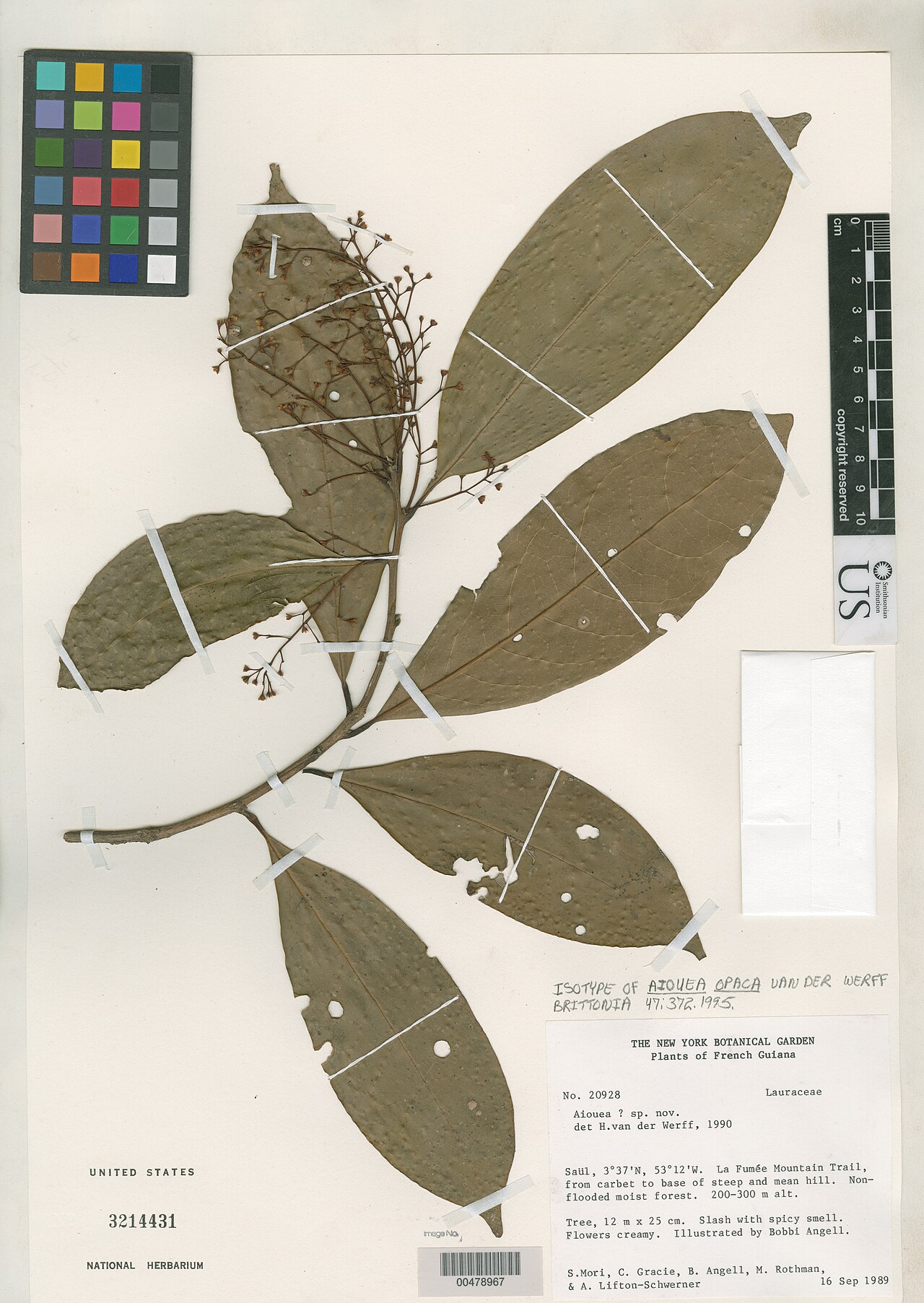 Aiouea opaca: Smithsonian NMNH - Botany Dept. Name: Aiouea opaca van der Werff Taxonomy: Plantae Dicotyledonae (basal) Laurales Lauraceae Place: Saul, Lafumee Mountain Trail,
