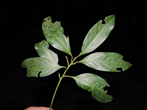 Aiouea saligna (Aiouea saligna)