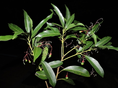 Aiouea saligna (Aiouea saligna)