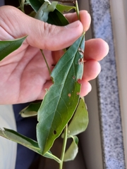 Aiouea sellowiana (Aiouea sellowiana)