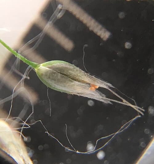 Silver hairgrass: A hand lens image of a spikelet of a silver hairgrass plant (Aira caryophyllea). Aira species have two-flowered spikelets and transparent glumes larger than the