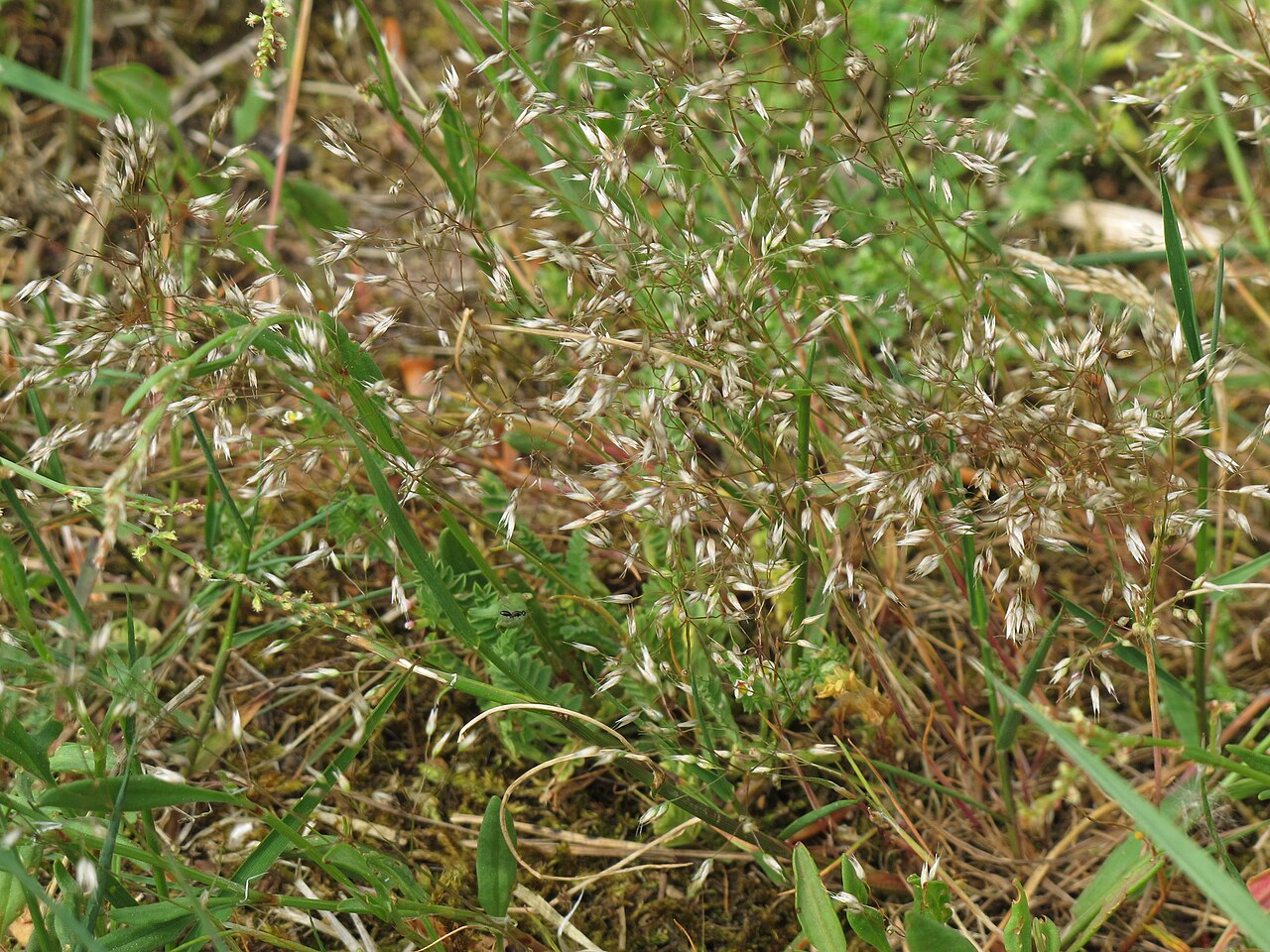 Silver hairgrass: Silver hairgrass ( Aira caryophyllea ), between Dreieich-Goetzenhain and Langen, Germany