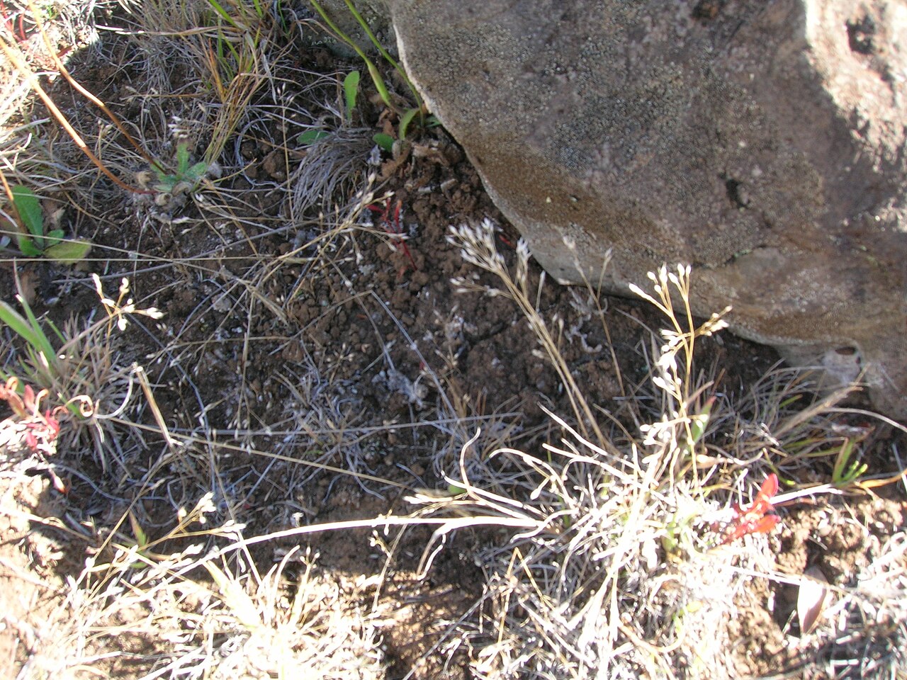 Silver hairgrass: Aira caryophyllea (habit). Location: Maui, Waiale Gulch