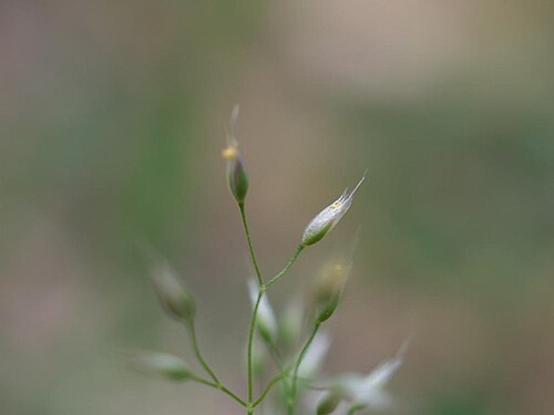 Silver hairgrass: 2021/05/04 和歌山県田辺市:Tanabe City. Wakayama Pref. Japan