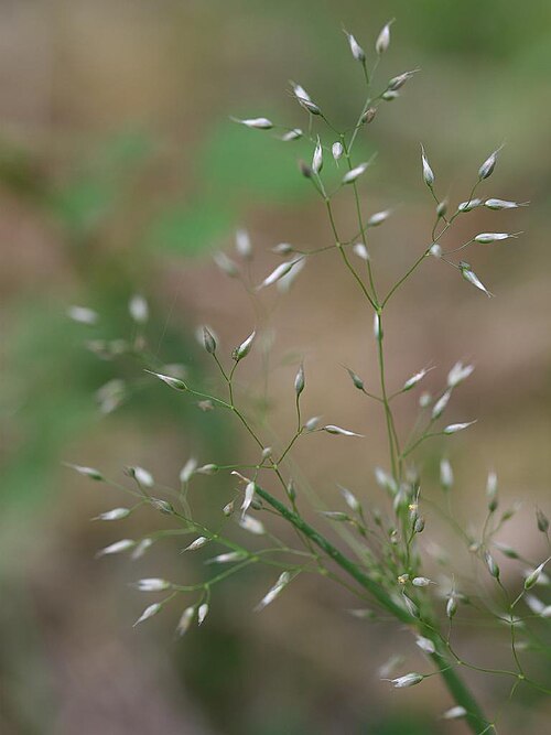 Silver hairgrass: 2021/05/04 和歌山県田辺市:Tanabe City. Wakayama Pref. Japan