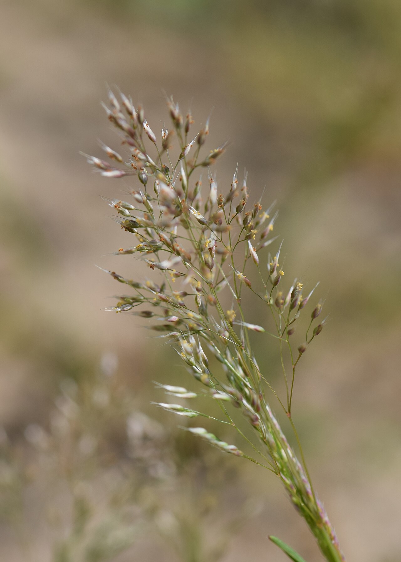 Silver hairgrass: Aira caryophyllea in Barlinek, NW Poland