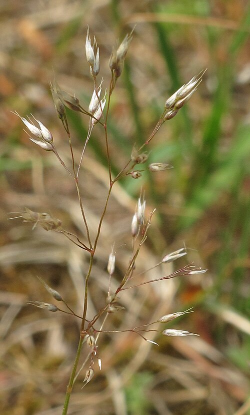 Silver hairgrass: Silver hairgrass ( Aira caryophyllea ), between Dreieich-Goetzenhain and Langen, Germany
