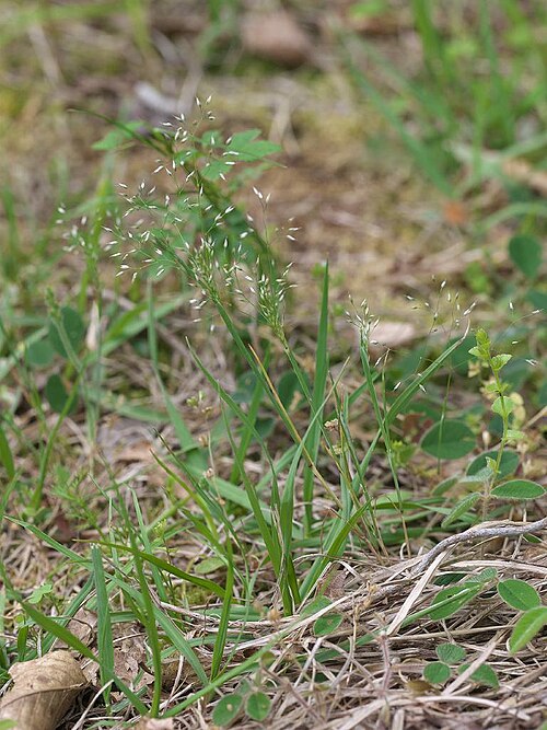 Silver hairgrass: 2021/05/04 和歌山県田辺市:Tanabe City. Wakayama Pref. Japan