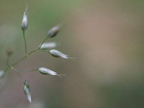 Silver hairgrass: 2021/05/04 和歌山県田辺市:Tanabe City. Wakayama Pref. Japan