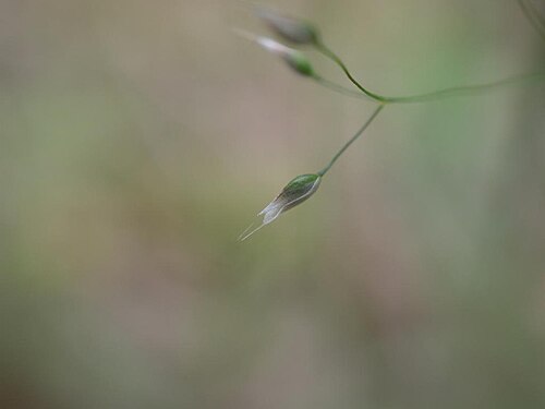 Silver hairgrass: 2021/05/04 和歌山県田辺市:Tanabe City. Wakayama Pref. Japan