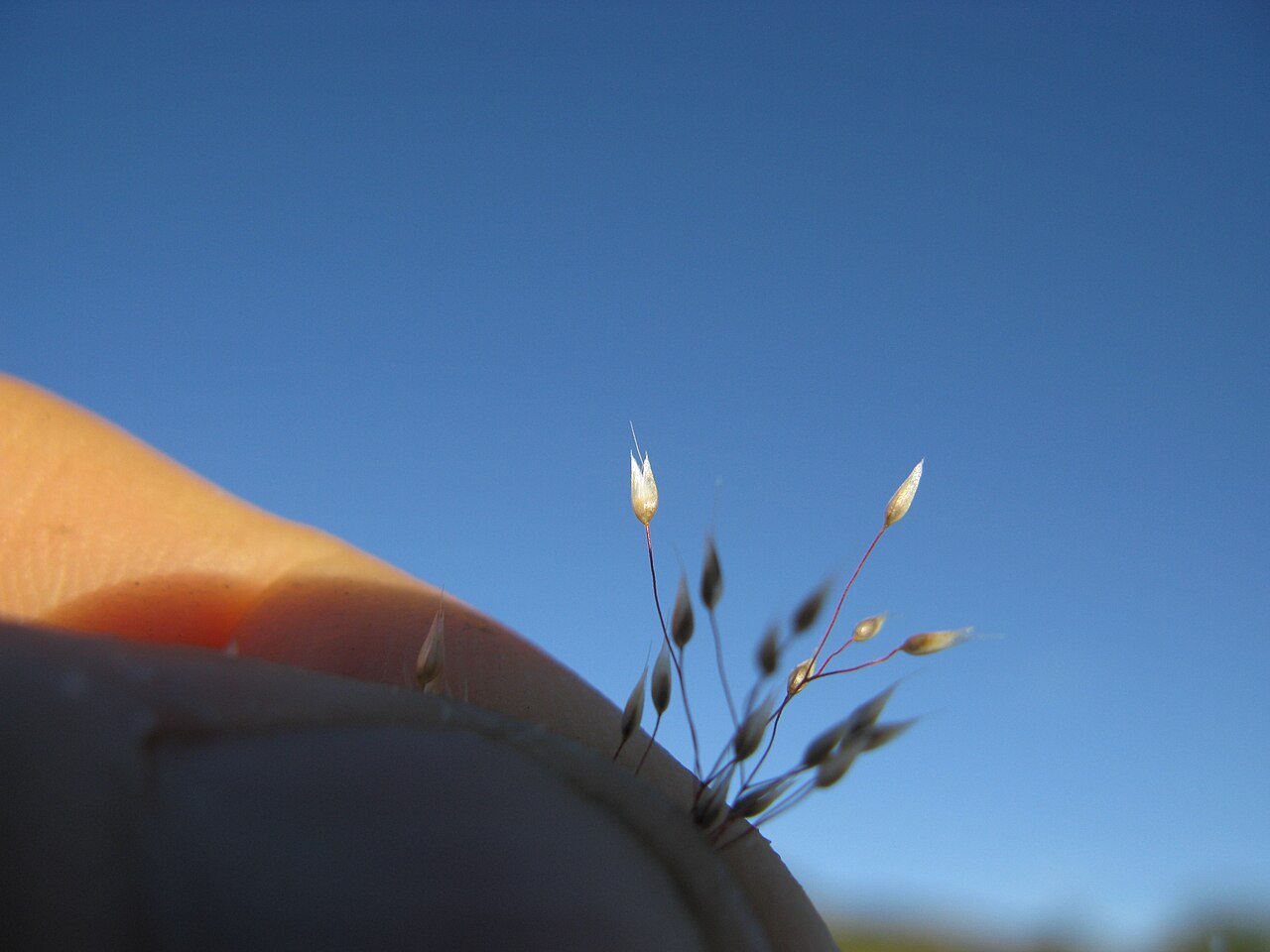 Aira cupaniana: Spikelets are 2-flowered and 2-2.5 mm long; arising from stalks that are 1-2 times their length. Florets are 50-65% of the glumes’ length; the upper floret is a