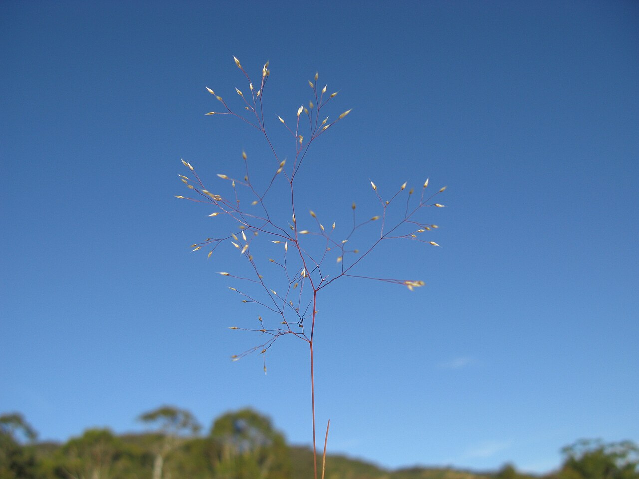 Aira cupaniana: Flowerheads are small open panicles 4-11 cm long. Spikelets are 2-flowered and 2-2.5 mm long; arising from stalks that are 1-2 times their length. Florets are 5