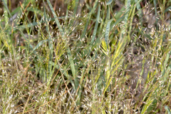Aira cupaniana (Aira cupaniana)