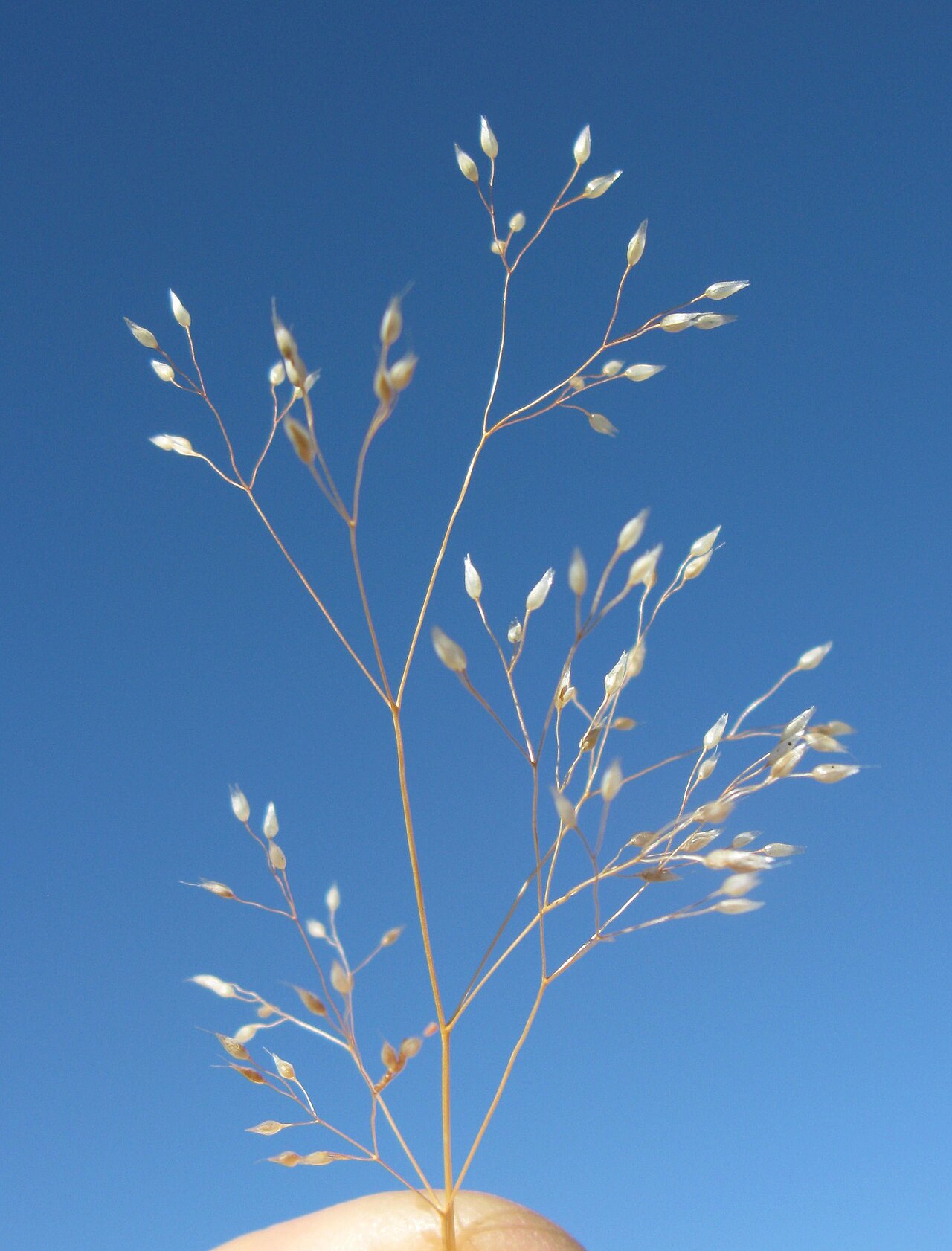Aira cupaniana: Flowerheads are small open panicles 4-11 cm long. Spikelets are 2-flowered, 2-2.5 mm long and 1-awned.