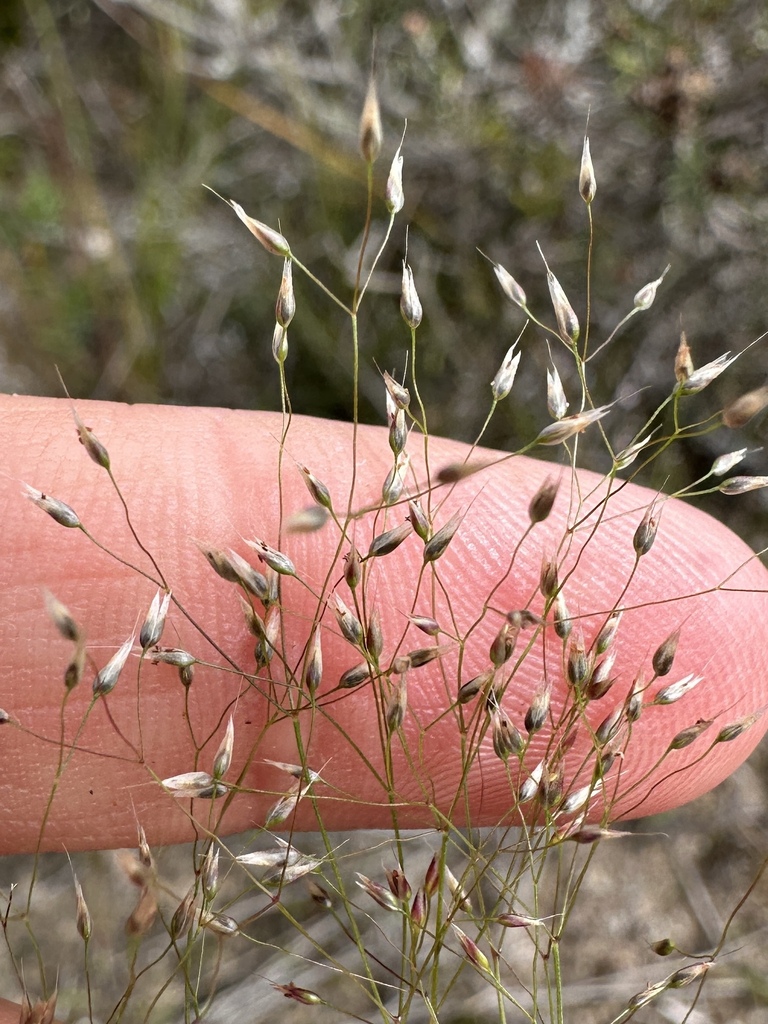 Aira cupaniana (Aira cupaniana)