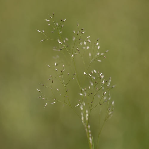 Aira cupaniana (Aira cupaniana)