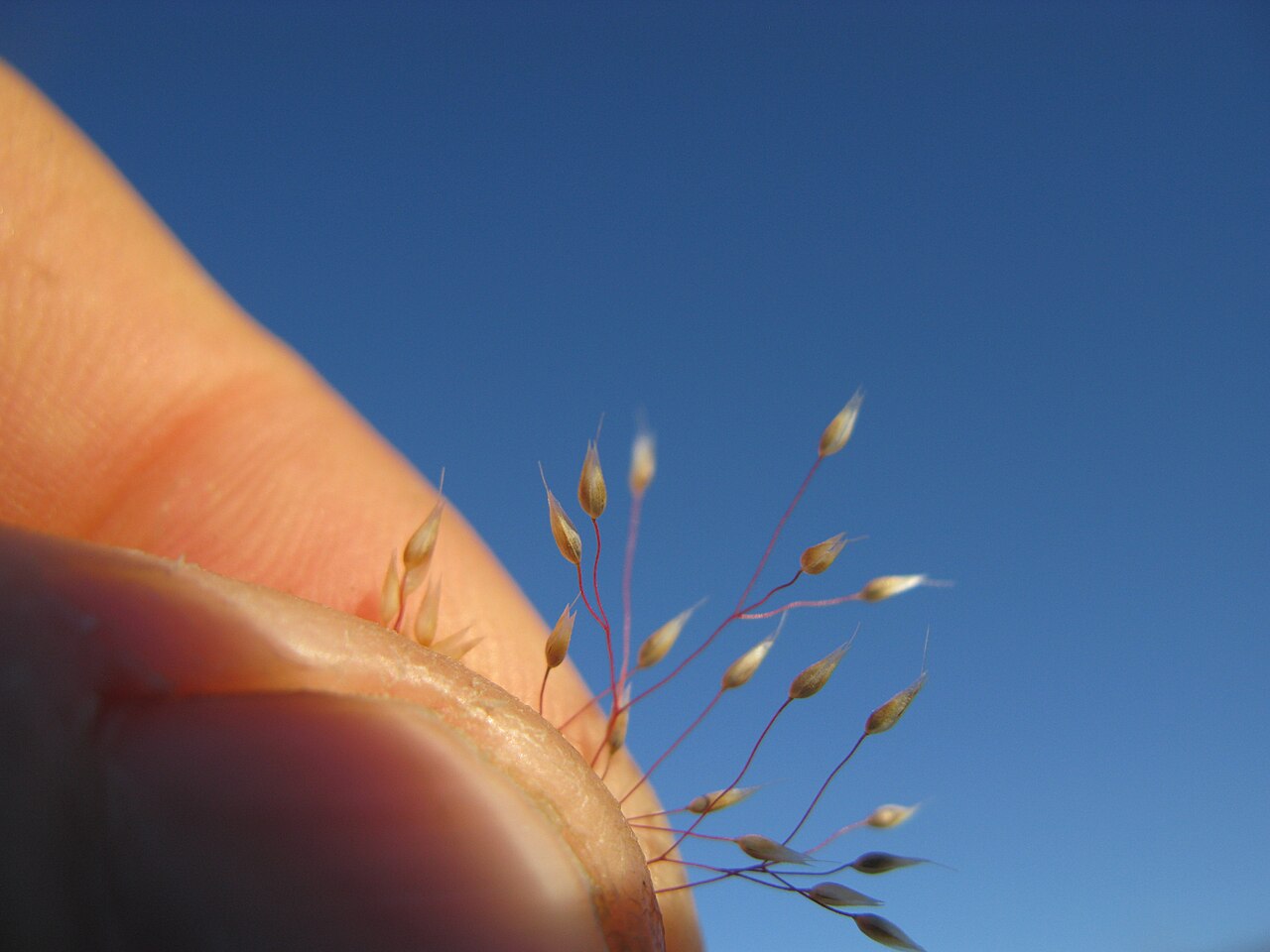Aira cupaniana: Spikelets are 2-flowered and 2-2.5 mm long; arising from stalks that are 1-2 times their length. Florets are 50-65% of the glumes’ length; the upper floret is a