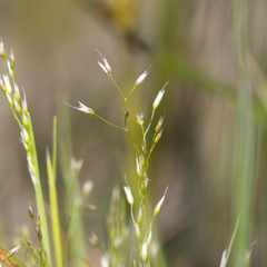 Aira cupaniana (Aira cupaniana)