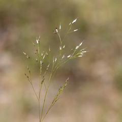 Aira cupaniana (Aira cupaniana)