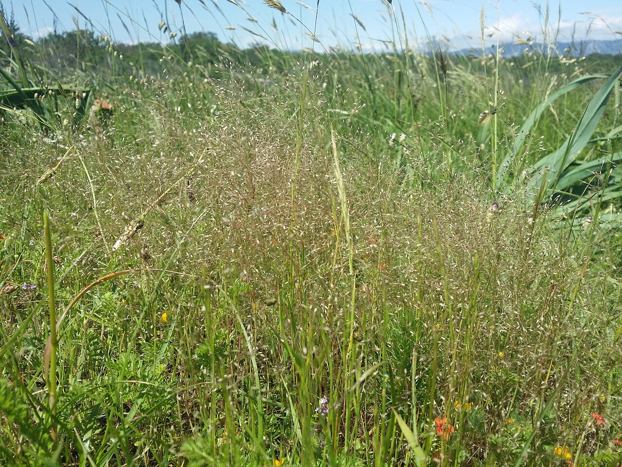 Annual silver hairgrass: Habitus Taxonym: Aira elegantissima ss Rottensteiner: Exkursionsflora für Istrien ISBN 978-3-85328-067-6 Location: SE Rudine, community Rudine, Krk, County Prim