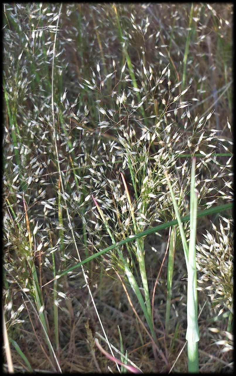 Annual silver hairgrass: Elegant Hair Grass (Aira elegans). Species of plant.