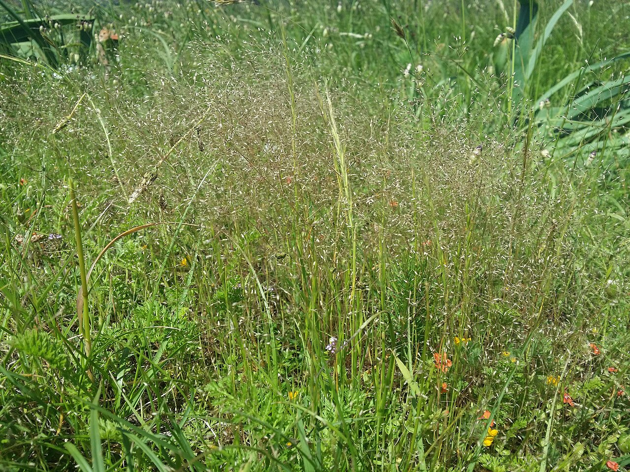 Annual silver hairgrass: Habitus Taxonym: Aira elegantissima ss Rottensteiner: Exkursionsflora für Istrien ISBN 978-3-85328-067-6 Location: SE Rudine, community Rudine, Krk, County Prim