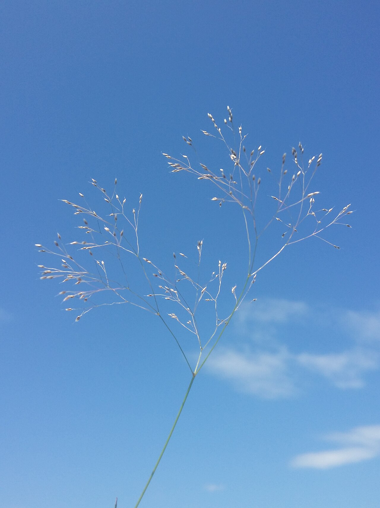 Annual silver hairgrass: Panicle Taxonym: Aira elegantissima ss Rottensteiner: Exkursionsflora für Istrien ISBN 978-3-85328-067-6 Location: SE Rudine, community Rudine, Krk, County Prim