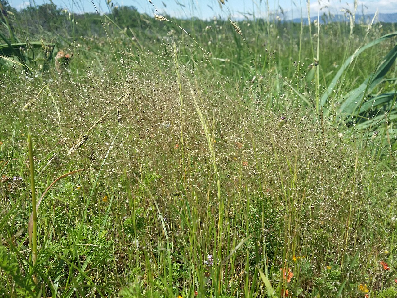 Annual silver hairgrass: Habitus Taxonym: Aira elegantissima ss Rottensteiner: Exkursionsflora für Istrien ISBN 978-3-85328-067-6 Location: SE Rudine, community Rudine, Krk, County Prim