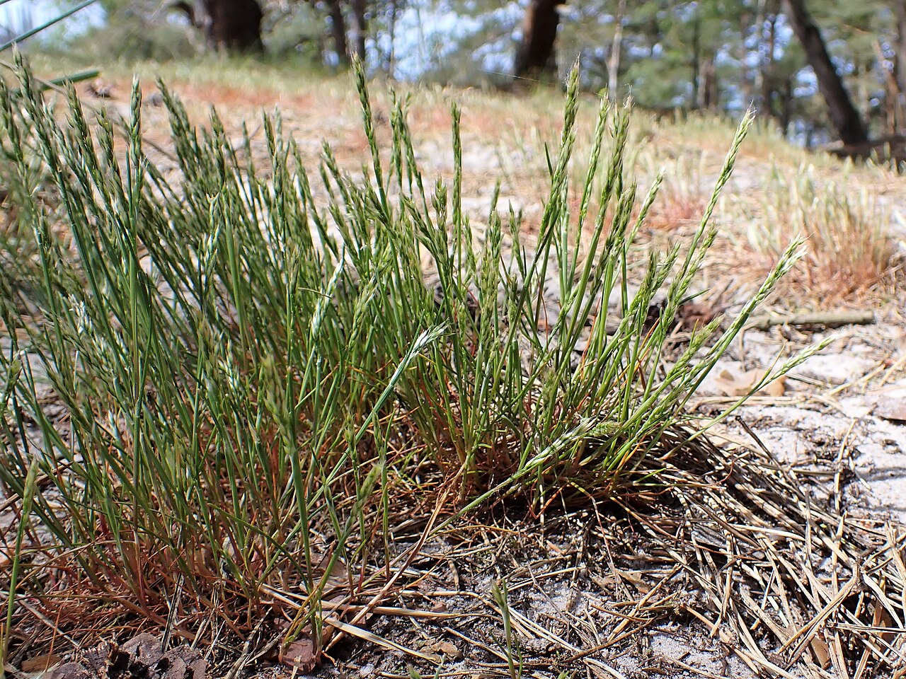 Yellow hairgrass: Aira praecox in Dźwirzyno, NW Poland
