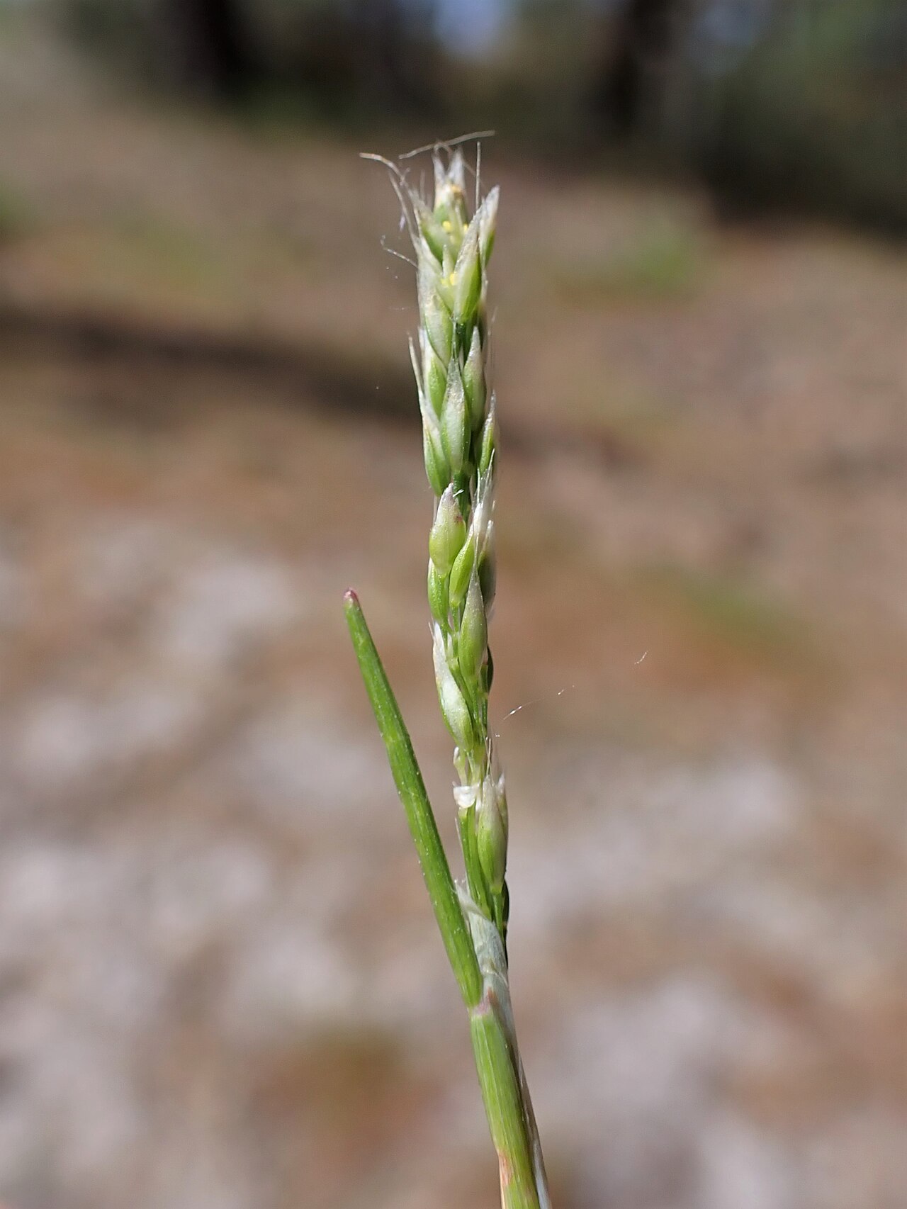 Yellow hairgrass: Aira praecox in Dźwirzyno, NW Poland