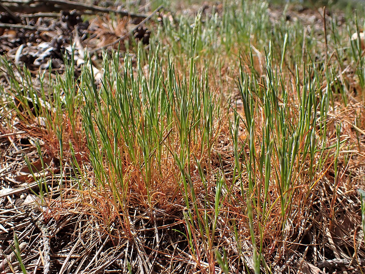 Yellow hairgrass: Aira praecox in Dźwirzyno, NW Poland