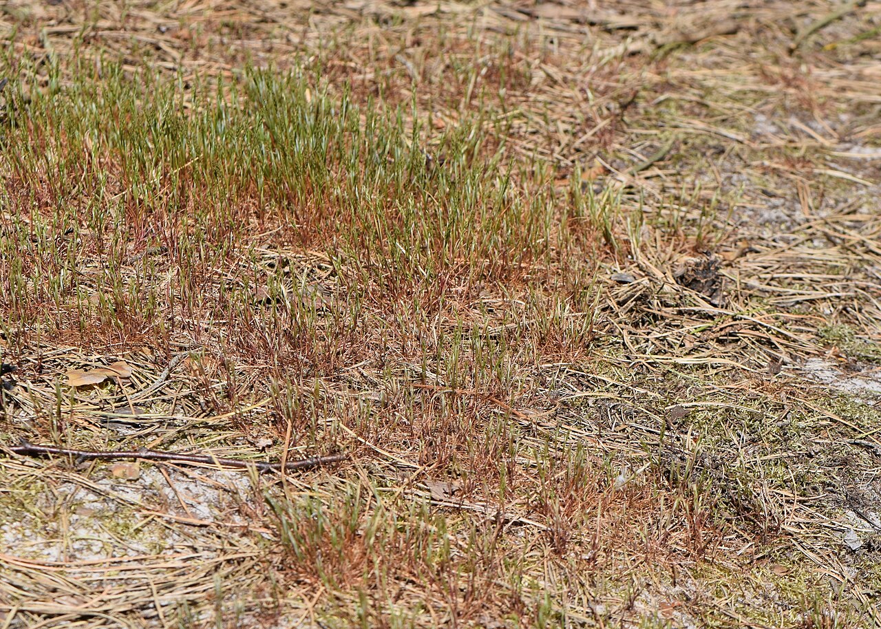 Yellow hairgrass: Aira praecox in Dźwirzyno, NW Poland