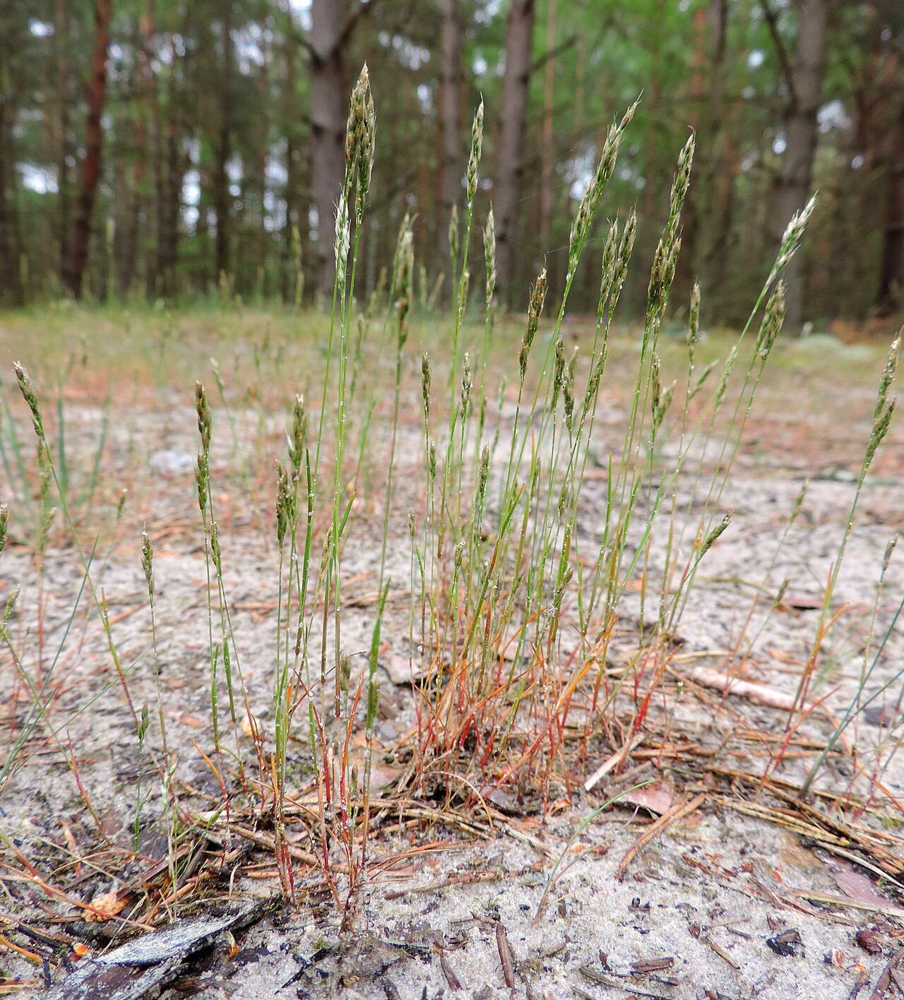 Yellow hairgrass: Aira praecox. Near Kołobrzeg, N Poland