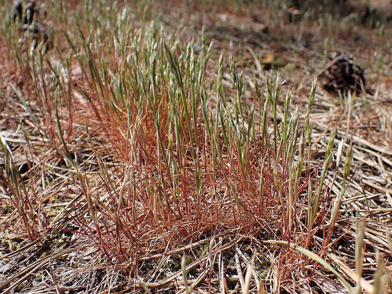Yellow hairgrass: Aira praecox in Dźwirzyno, NW Poland