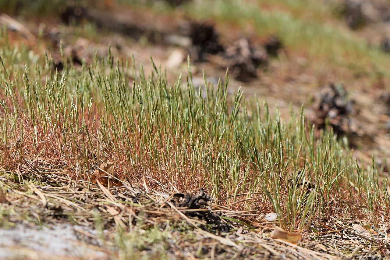 Yellow hairgrass: Aira praecox in Dźwirzyno, NW Poland