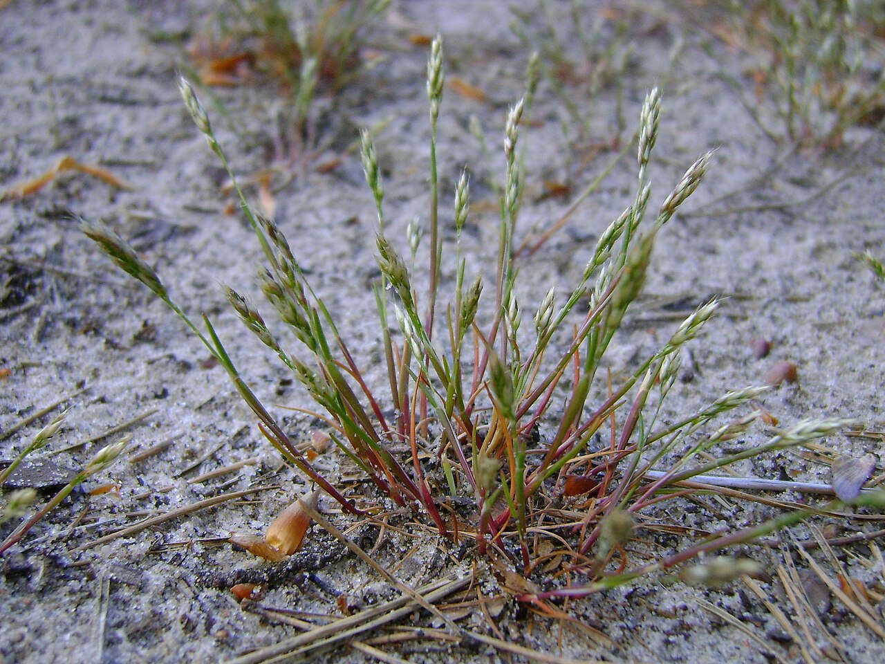 Yellow hairgrass: Aira praecox on the road on dune on Baltic coast near Ustka