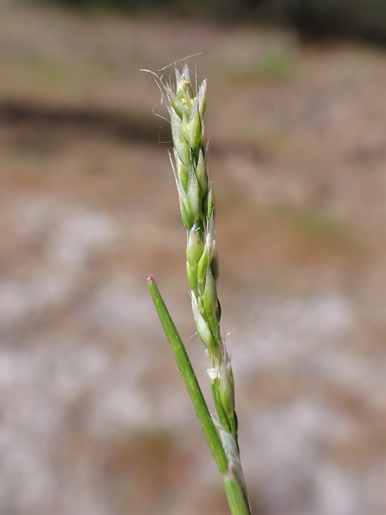 Yellow hairgrass: Aira praecox in Dźwirzyno, NW Poland