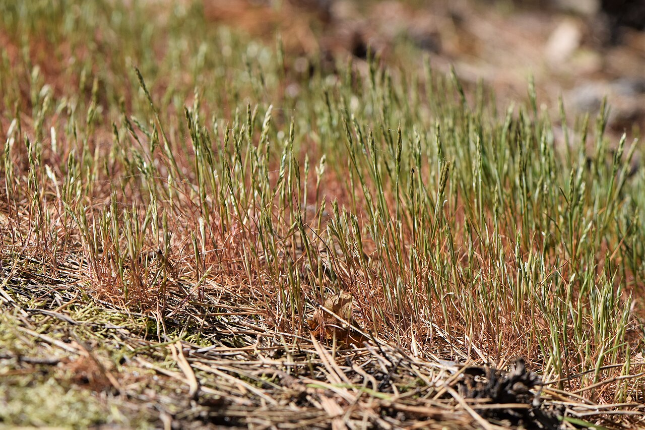 Yellow hairgrass: Aira praecox in Dźwirzyno, NW Poland