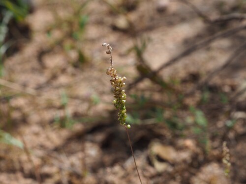 Airopsis tenella (Airopsis tenella)