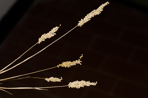 Airopsis tenella (Airopsis tenella)