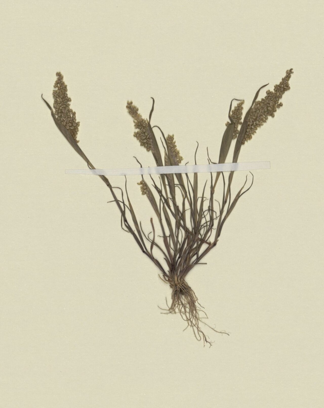 Airopsis tenella: Herborización de Airopsis globosa (Thore) Desv. sinonimia de Airopsis tenella del MNHN - Museum national d'Histoire naturelle (París) Francia.