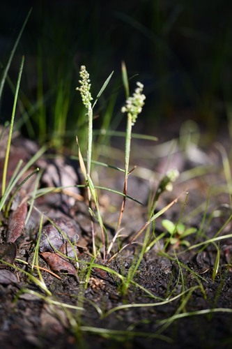 Airopsis tenella (Airopsis tenella)