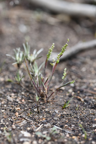 Airopsis tenella (Airopsis tenella)