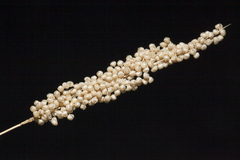 Airopsis tenella (Airopsis tenella)