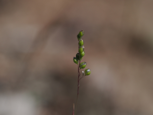 Airopsis tenella (Airopsis tenella)