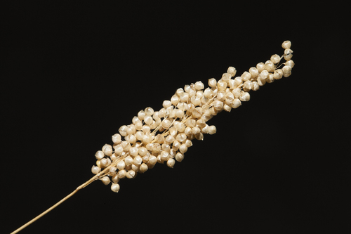 Airopsis tenella (Airopsis tenella)