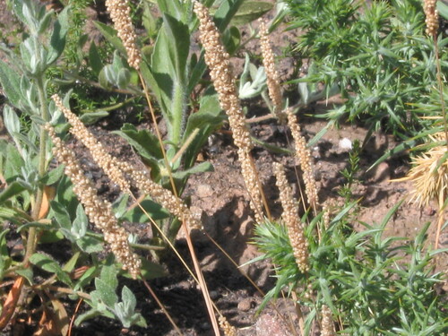 Airopsis tenella (Airopsis tenella)